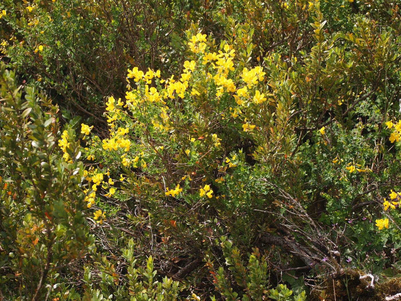 Broom, Sessile plant